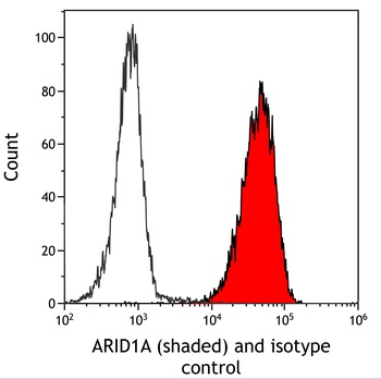 ARID1A/BAF250 Antibody 抗体，orb1