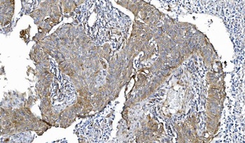 POR Antibody (monoclonal, 7F5)