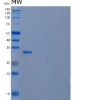 人转录激活因子1(ATF1)重组蛋白C-6His