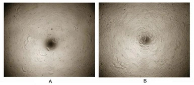 Human Neuregulin-1 protein, Hi