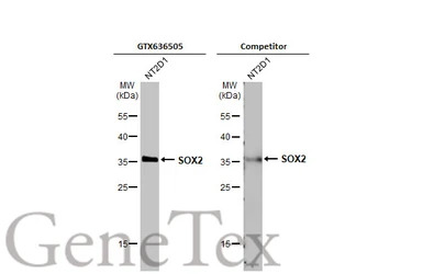 SOX2 antibody [HL1193]