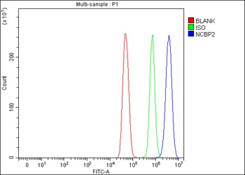 Anti-CBP20/NCBP2 Antibody 抗体，o