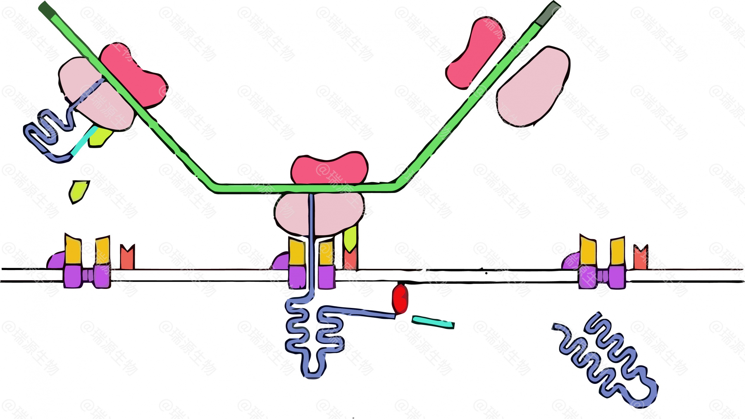 酵母分泌表达系统