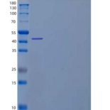 人成釉蛋白/AMBN重组蛋白C-6His
