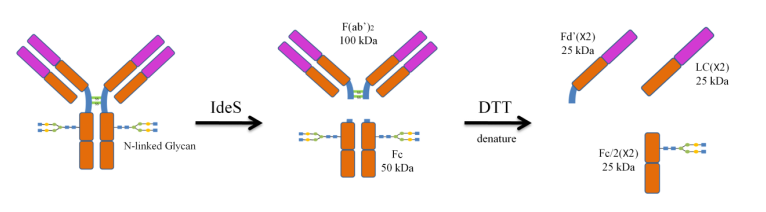 IdeS Protease (IgG-specific)2.png