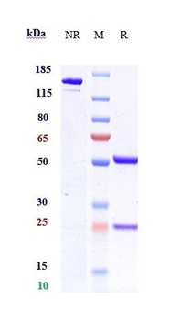Anti-ANGPTL4 Reference Antibod
