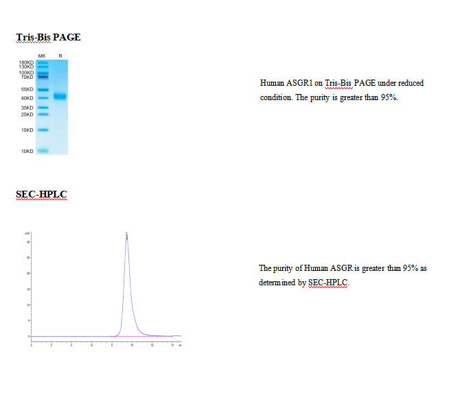 His标签重组人ASGR1蛋白(Human ASGR1 Pr