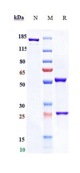 Anti-TNFRSF10B / TRAILR2 / CD2