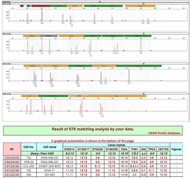 MDA-MB-231人乳腺癌细胞STR鉴定位点图 MDA-MB-231人乳腺癌细胞STR鉴定位点图