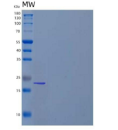 人自噬相关蛋白10(ATG10)重组蛋白C-6His, N-