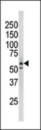 Rad9 (phospho Ser277) antibody