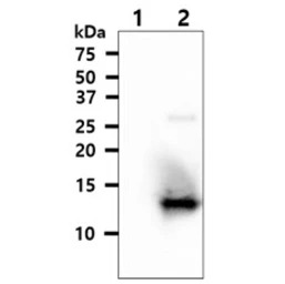 TXN2 antibody [AT1B1]