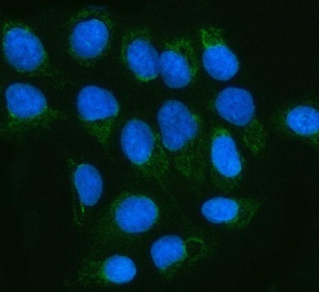Anti-MGME1 Antibody 抗体，orb1743