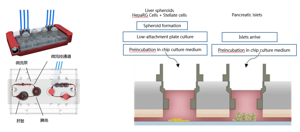 多类器官串联芯片培养技术