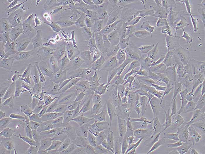 MCF-10A细胞图片