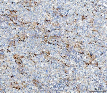 Anti-MGME1 Antibody 抗体，orb1743