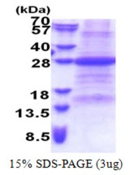 Human FAIM1 protein, His tag