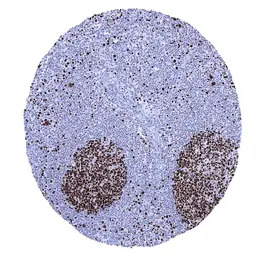 MCM7 antibody [MSVA-507R] Hist