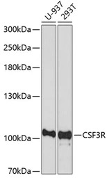 GCSF Receptor antibody