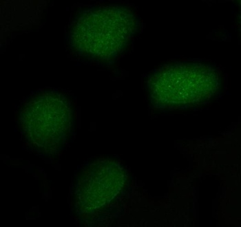 Anti-NXPE3 Antibody 抗体，orb1786