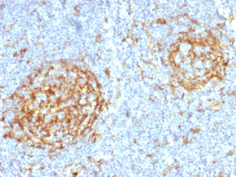 CD14 antibody [LPSR/2397]