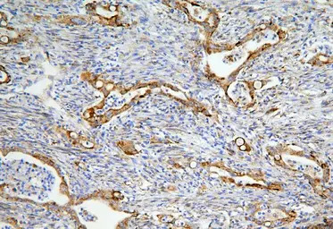 LONP1 antibody