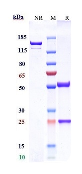 Anti-CLDN6 Reference Antibody 