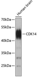 PFTK1 antibody