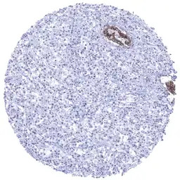 E-Cadherin antibody [MSVA-035R