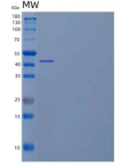 人成釉蛋白/AMBN重组蛋白C-6His