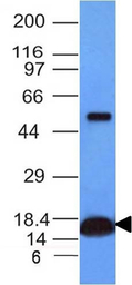 Cytochrome C antibody [CYCS/10