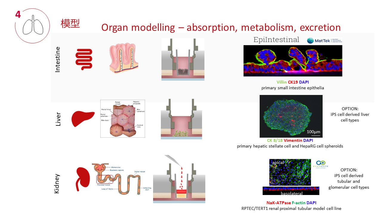 多类器官串联芯片培养技术