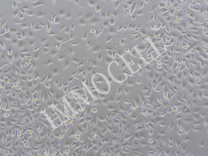小鼠食管上皮细胞丨小鼠原代细胞丨逸漠(immocell)