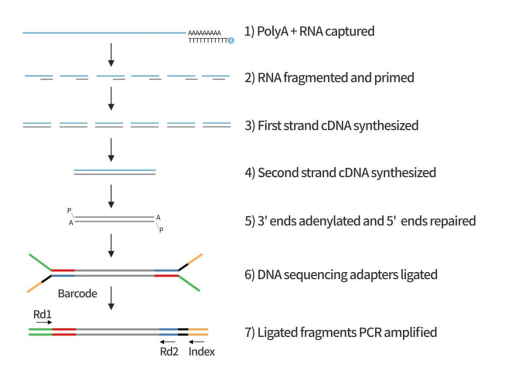 兼容Illumina和MGI双平台以及双模式mRNA 建库试