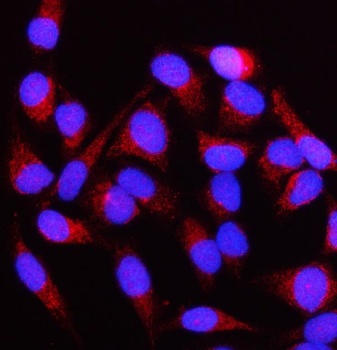 Anti-NUBPL Antibody 抗体，orb1786