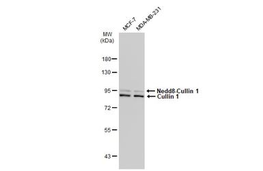 Cullin 1 antibody [JM72-30]