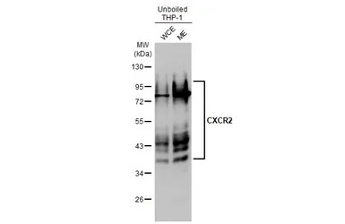 CXCR2 antibody [HL2604]