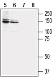 NCAM2 antibody