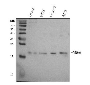 Anti-NME6 Antibody 抗体，orb17438