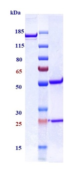 Anti-TGFb1 Reference Antibody 