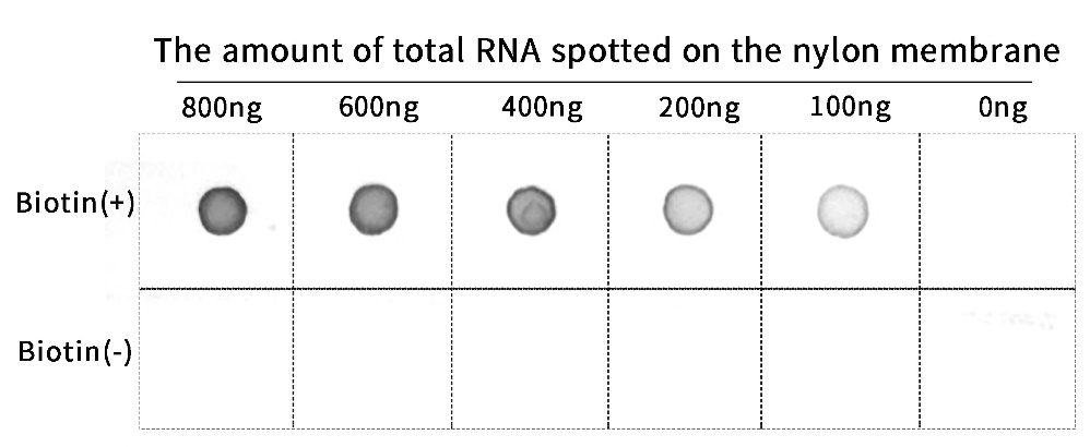 Biotin RNA Labeling Kit (SP6/T