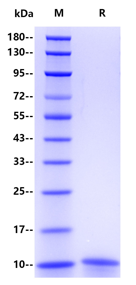 Recombinant Human CD81 Protein
