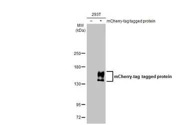 mCherry antibody [HL1482]
