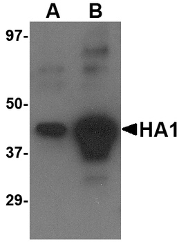 HA Antibody 抗体，orb1240162，Bior