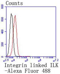 ILK antibody [SC68-04]
