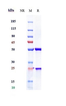 Anti-Mesothelin Reference Anti