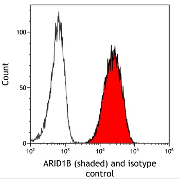 ARID1B Antibody 抗体，orb1806438，