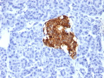 Insulin antibody [IRDN/805]