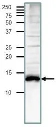 Med11 (S. cerevisiae) antibody