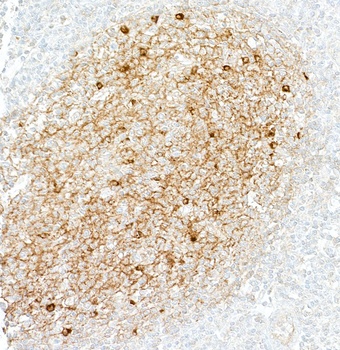 IgM Antibody 抗体，orb1806431，Bio